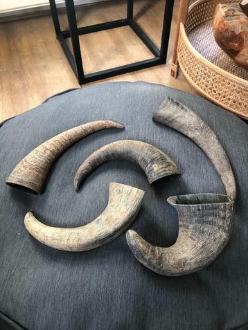Set van 5 hoorns beschikbaar voor biedingen