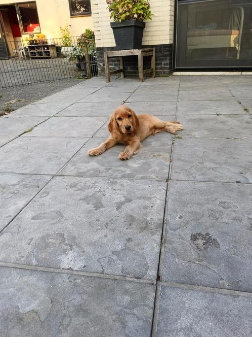 Engelse Cocker spaniël pup, Dieren en Toebehoren, Honden | Retrievers, Spaniëls en Waterhonden, Reu, Spaniël, Particulier, Eén hond