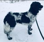 Friese stabijpups met stamboom, Dieren en Toebehoren, Honden | Retrievers, Spaniëls en Waterhonden, Overige rassen, Meerdere, Nederland