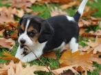 Knappe Beagliers pups., Dieren en Toebehoren, Nederland, Overige rassen, 8 tot 15 weken, CDV (hondenziekte)
