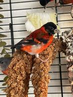 Natuurbroed Kapoetsensijs 2 mannen correct geringd 2025, Mannelijk, Geringd