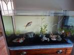 Aquarium incl vissen en toebehoren, Ophalen of Verzenden, Gevuld zoetwateraquarium