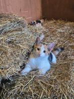 Vandaag!! 2 Prachtige Lapjes Poesjes! Kittens, Zusjes, Dieren en Toebehoren, Katten en Kittens | Overige Katten, Poes, Kortharig
