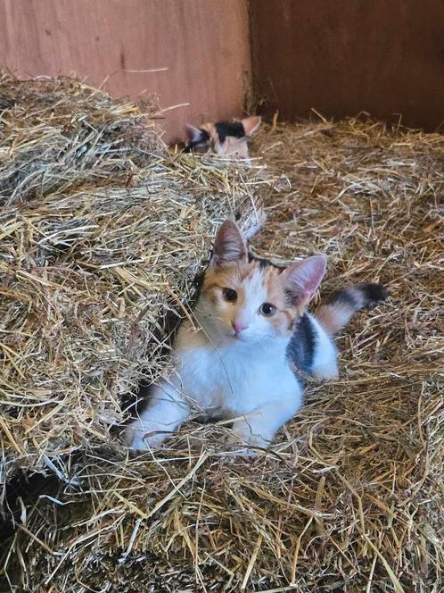 Vandaag!! 2 Prachtige Lapjes Poesjes! Kittens, Zusjes, Dieren en Toebehoren, Katten en Kittens | Overige Katten, Kortharig, Poes