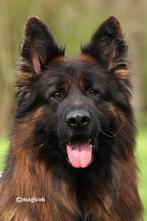 Ter dekking aangeboden Duitse herder langstokhaar, Rabiës (hondsdolheid), Reu, Eén hond, 3 tot 5 jaar
