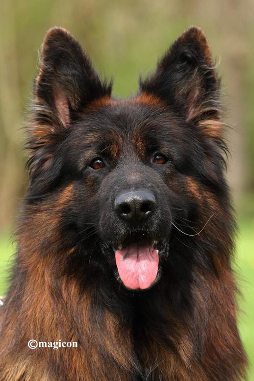 Ter dekking aangeboden Duitse herder langstokhaar, Dieren en Toebehoren, Honden | Dekreuen, Reu, Particulier, Eén hond, Nederland
