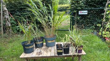 Siergrassen- allerlei beschikbaar voor biedingen
