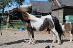 versch. NMPRS/NAS/AMHA  kinderpony's, veulens, hengsten, Dieren en Toebehoren, Pony's, Gechipt, Niet van toepassing, 0 tot 2 jaar