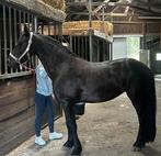Meerdere friese paarden aangeboden, Dieren en Toebehoren, Paarden, Meerdere dieren, Dressuurpaard, 3 tot 6 jaar