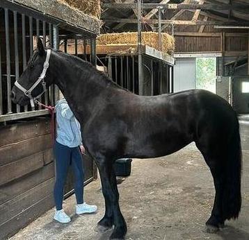 Meerdere friese paarden aangeboden beschikbaar voor biedingen