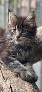 Prachtige Maine Coon xxl kittens, Meerdere dieren, Gechipt, 0 tot 2 jaar