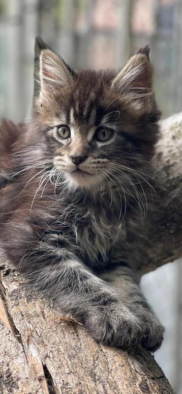 Prachtige Maine Coon xxl kittens beschikbaar voor biedingen