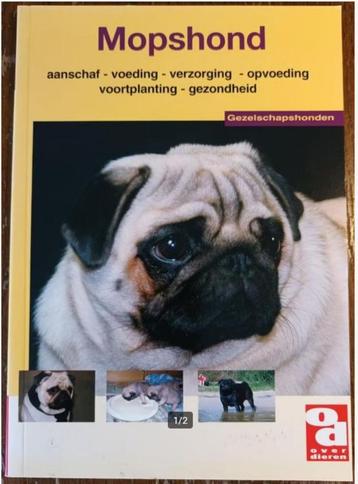Mopshond  beschikbaar voor biedingen