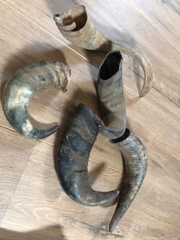Set van diverse hoorns - Decoratie beschikbaar voor biedingen