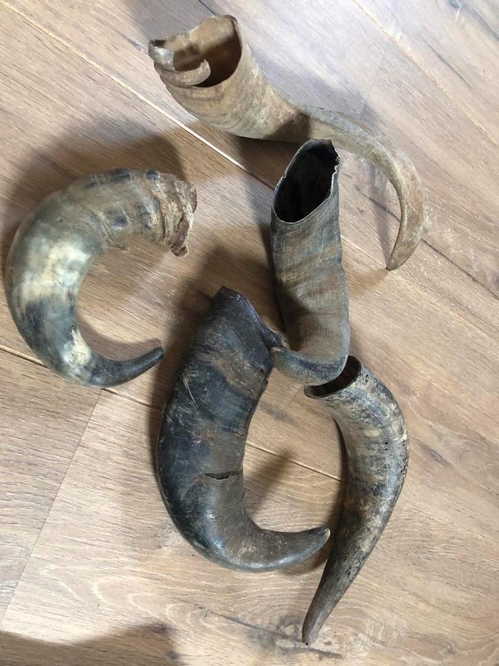 Set van diverse hoorns - Decoratie, Huis en Inrichting, Overige Huis en Inrichting, Ophalen
