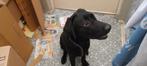 Labrador met energieke x  verdient super huisje, 15 weken tot 1 jaar, Reu, CDV (hondenziekte), Labrador retriever