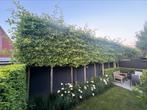 Leibeuk, Leilinde, groenblijvend, Leibomen AANPLANT SERVICE!, Tuin en Terras, Planten | Bomen, Ophalen of Verzenden
