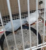 Chinese dwergkwartels, Dieren en Toebehoren, Pluimvee, Meerdere dieren, Overige soorten
