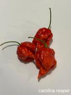 Peper zaden, Tuin en Terras, Planten | Tuinplanten, Ophalen of Verzenden, Eenjarig, Groenteplanten, Volle zon