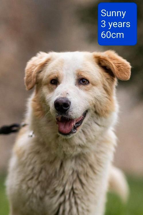 Sunny zoekt een baasje!, Dieren en Toebehoren, Honden | Niet-rashonden, Groot, Reu, Handelaar, Eén hond, Buitenland, 3 tot 5 jaar
