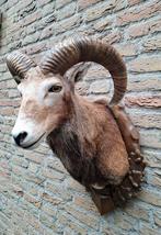 Opgezette kop moeflon taxidermy opgezet jacht schedel kerst, Verzamelen, Dierenverzamelingen, Ophalen, Wild dier, Gewei of Kop