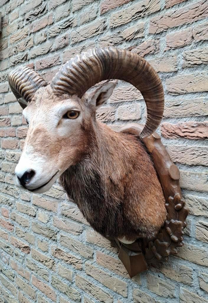 Opgezette kop moeflon taxidermy opgezet jacht schedel kerst, Verzamelen, Dierenverzamelingen, Gewei of Kop, Wild dier, Ophalen