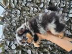 2 prachtige pomchi reutjes, Dieren en Toebehoren, Honden | Chihuahua's en Gezelschapshonden, CDV (hondenziekte), 8 tot 15 weken