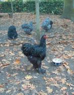 Ik zoek Cochin groothoender broedeiren, Dieren en Toebehoren, Pluimvee, Kip