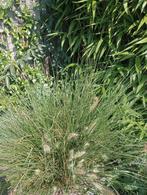 Siergras 7 stuks te koop, Tuin en Terras, Planten | Tuinplanten, Ophalen, Siergrassen, Volle zon