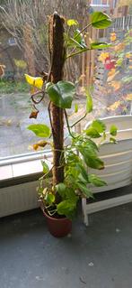 Epipremnum, Huis en Inrichting, Kamerplanten, Ophalen, Halfschaduw, Minder dan 100 cm