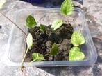 plantjes, stekjes, Ophalen, Bodembedekkers, Volle zon, Vaste plant
