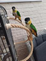 Zwartkop Caique's, Meerdere dieren, Papegaai, Geringd