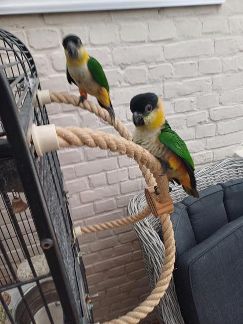 Zwartkop Caique's, Dieren en Toebehoren, Vogels | Parkieten en Papegaaien, Papegaai, Meerdere dieren, Tam, Geringd