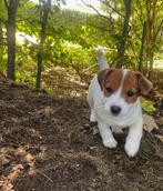 2 Prachtige Jack Russell Pups, Dieren en Toebehoren, Honden | Jack Russells en Terriërs, Rabiës (hondsdolheid), Jack Russell Terriër