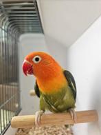 Bewezen pop agapornis fischerie donkergroen opaline van 2025, Vrouwelijk, Dwergpapegaai of Agapornis