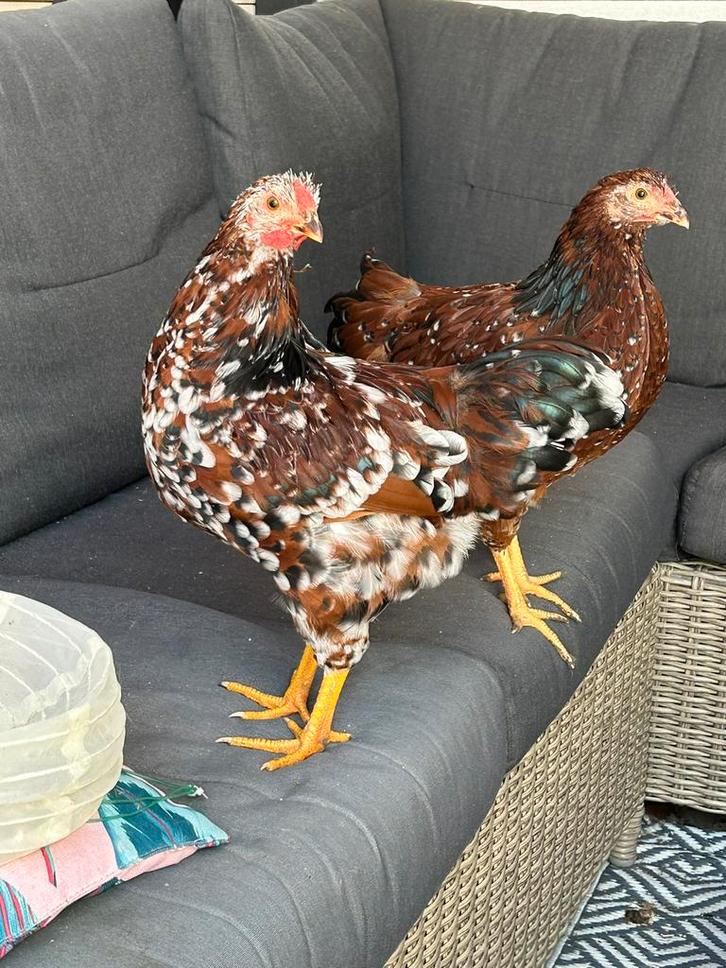 Jonge Wyandotte kriel haan rood porselein, Dieren en Toebehoren, Pluimvee, Kip, Mannelijk