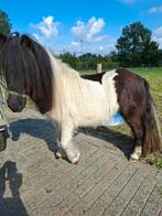 Te koop zwartbont merrie, Dieren en Toebehoren, Merrie, B, 0 tot 2 jaar, A pony (tot 1.17m)