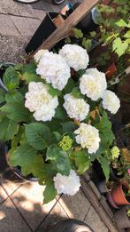 Hortensia groot, Tuin en Terras, Planten | Tuinplanten, Overige soorten, Vaste plant, Ophalen of Verzenden, Halfschaduw