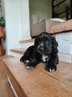 Kruising Berner Sennen & Friese Stabij/Golden Retriever pups, Dieren en Toebehoren, Honden | Niet-rashonden, 8 tot 15 weken, Meerdere