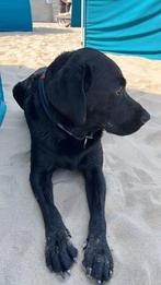Te koop Zwarte Labrador Reu, Dieren en Toebehoren, Rabiës (hondsdolheid), Reu, Eén hond, 3 tot 5 jaar