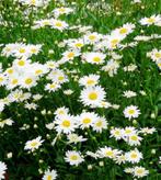 Leucanthemum hoge margriet, vaste plant, bodembedekker, Tuin en Terras, Planten | Tuinplanten, Halfschaduw, Zomer, Vaste plant