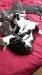 te koop kittens, Dieren en Toebehoren, Katten en Kittens | Overige Katten, Geslacht onbekend, Kortharig