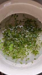 Aquarium plantjes, Ophalen, Plant(en), Steen of Hout