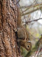 Tamiops Eekhoorns van 2025 te koop, Dieren en Toebehoren, Knaagdieren, April, Meerdere dieren, Overige typen