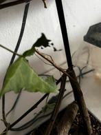 Wandelende takken, Dieren en Toebehoren