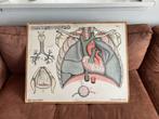 Schoolplaat anatomie Dybdahl, Antiek en Kunst, Antiek | Schoolplaten, Ophalen, Natuur en Biologie