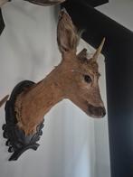 Opgesette reeënkop trofee, Ophalen