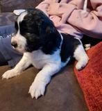 Super lieve Friese Stabij pups, Dieren en Toebehoren, Honden | Niet-rashonden, Rabiës (hondsdolheid), 8 tot 15 weken, Meerdere