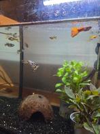 Guppen, Vis, Zoetwatervis