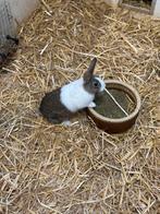 Jong hollander konijntje, Dieren en Toebehoren, Konijnen, Mannelijk, Dwerg